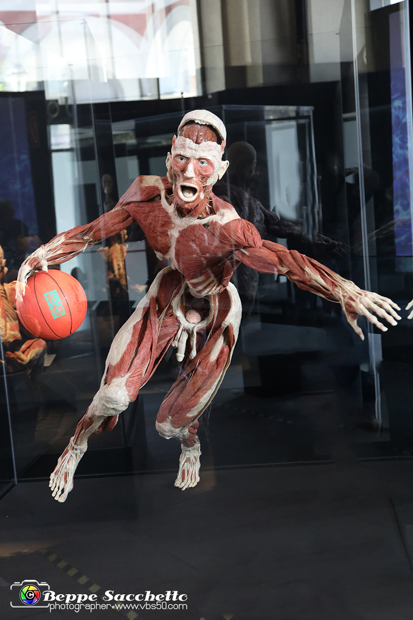 VBS_2933 - Mostra Body Worlds.jpg